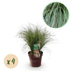 Green boutiQ - Siergrassen - Carex comans Frosted Curls - Groen - 4 Planten - Bladhoudend - Weinig Onderhoud - Pot 17cm Hoogte 50cm