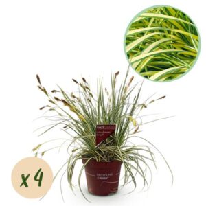 Green boutiQ - Siergrassen - Carex oshimensis Evergold - Geel & Groen - 4 Planten - Bladhoudend - Weinig Onderhoud - Pot 17cm Hoogte 50cm