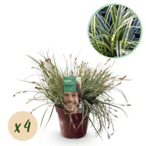 Green boutiQ - Siergrassen - Carex oshimensis Everest - Wit en Groen - 4 Planten - Bladhoudend - Weinig Onderhoud - Pot 17cm Hoogte 50cm