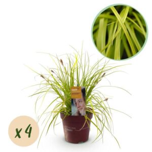 Green boutiQ - Siergrassen - Carex oshimensis Everillo - Geel - 4 Planten - Bladhoudend - Weinig Onderhoud - Pot 17cm Hoogte 50cm