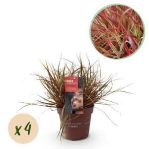 Green boutiQ - Siergrassen - Uncinia rubra Everflame - Rood - 4 Planten - Bladhoudend - Weinig Onderhoud - Pot 17cm Hoogte 50cm