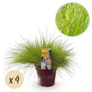 Green boutiQ - Siergrassen - Festuca glauca Golden Toupee - Geel - 4 Planten - Bladhoudend - Weinig Onderhoud - Pot 17cm Hoogte 50cm
