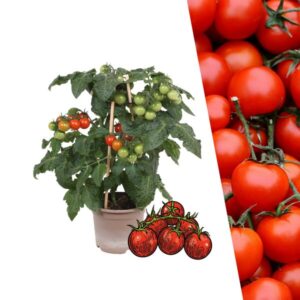 Plukgroente - Cherry tomaat - Ø 14 cm - ↨ 45 cm