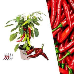 Plukgroente - Rode hete peper plant - Ø 14 cm - ↨ 45 cm