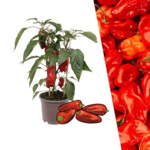 Plukgroente - Rode snack paprika - Ø 14 cm - ↨ 45 cm