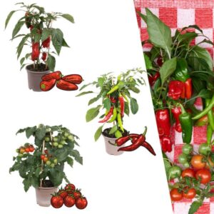 Rode plukgroente mix van 3 planten - Cherry tomaat - Rode snack paprika - Rode hete peper plant - Ø 14 cm - ↨ 45 cm