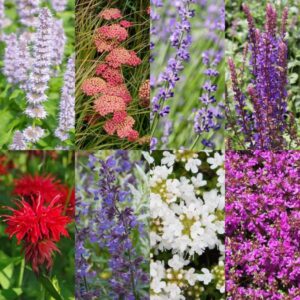 Green boutiQ - Borderpakket - Geurend - 8 Vaste planten - 1 m2 - Diversen kleuren - Weinig Onderhoud - Pot 11cm