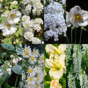 Green boutiQ - Borderpakket - Kleur Wit - 8 Vaste planten - 1 m2 - Diversen kleuren - Weinig Onderhoud - Pot 11cm