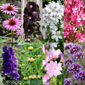 Green boutiQ - Borderpakket - Bijen en Vlinderlokkend - 24 Vaste planten - 3 m2 - Diversen kleuren - Weinig Onderhoud - Pot 11cm