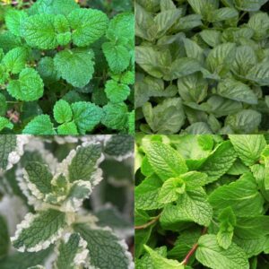 Green boutiQ - Borderpakket - Thee kruiden - 24 Vaste planten - 3 m2 - Diversen kleuren - Weinig Onderhoud - Pot 11cm