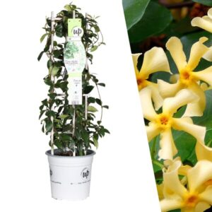 Gele Toscaanse Jasmijn - Trachelospermum asiaticum 'Yellow Star' - Ø 23 cm - ↨ 75 cm