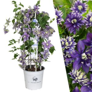 Bosrank – Clematis 'Taiga' (Taiga XXL) – Ø 23 cm – ↨ 75 cm
