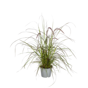 4x Pennisetum x advena Rubrum Ø13cm - ↕50 - 60cm
