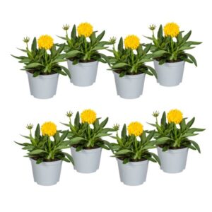 8x Coreopsis Grandiflora Ø13cm - ↕25 - 35cm