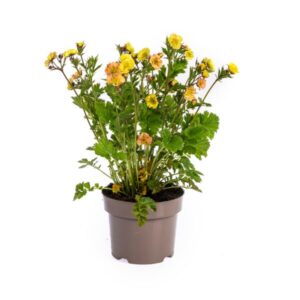 Geum Rivale Yellow Ø19cm - ↕50 - 70cm