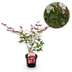 Green boutiQ - Terrasplant - Japanse Esdoorn - Acer palmatum Beni Maiko - Rood - 1 Plant - Bladverliezend - Pot 19cm Hoogte 70cm