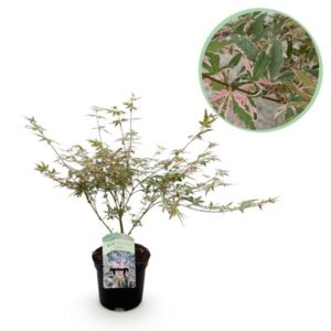 Terrasplant - Japanse Esdoorn - Acer palmatum Iyoshi - Roze - 1 Plant - Bladverliezend - Pot 19cm Hoogte 70cm