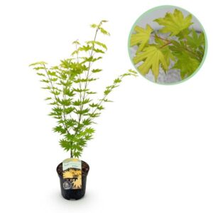 Terrasplant - Japanse Esdoorn - Acer palmatum Jordan - Geel - 1 Plant - Bladverliezend - Pot 19cm Hoogte 70cm