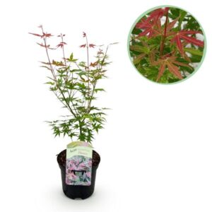 Green boutiQ - Terrasplant - Japanse Esdoorn - Acer palmatum Phoenix - Roze - 1 Plant - Bladverliezend - Pot 19cm Hoogte 70cm