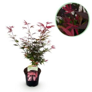 Green boutiQ - Terrasplant - Japanse Esdoorn - Acer palmatum Shaina - Rood - 1 Plant - Bladverliezend - Pot 19cm Hoogte 70cm