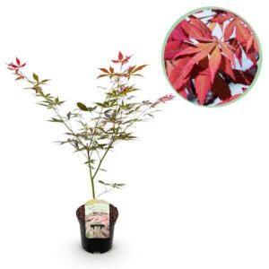 Green boutiQ - Terrasplant - Japanse Esdoorn - Acer palmatum Sumi-nagashi - Rood - 1 Plant - Bladverliezend - Pot 19cm Hoogte 70cm