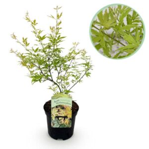 Terrasplant - Japanse Esdoorn - Acer palmatum Methamorphosa - Groen - 1 Plant - Bladverliezend - Pot 19cm Hoogte 70cm