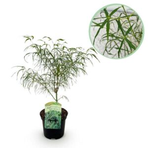 Terrasplant - Japanse Esdoorn - Acer palmatum Koto-no-ito - Groen - 1 Plant - Bladverliezend - Pot 19cm Hoogte 70cm