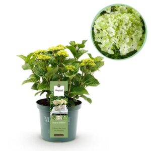 Green boutiQ - Terrasplant - Hortensia - Hydrangea Magical Nobless - Wit - 6-10 Bloemen - Pot 23cm Hoogte 55cm