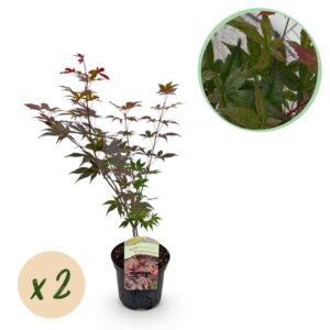 Green boutiQ - Terrasplant - Japanse Esdoorn - Acer palmatum Atropurpureum - Paars - 2 Planten - Bladverliezend - Pot 19cm Hoogte 70cm