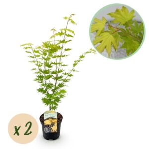 Terrasplant - Japanse Esdoorn - Acer palmatum Jordan - Geel - 2 Planten - Bladverliezend - Pot 19cm Hoogte 70cm