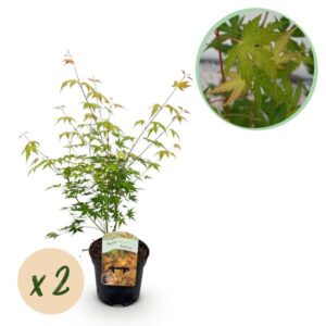 Green boutiQ - Terrasplant - Japanse Esdoorn - Acer palmatum Katsura - Oranje - 2 Planten - Bladverliezend - Pot 19cm Hoogte 70cm