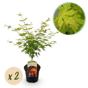 Terrasplant - Japanse Esdoorn - Acer palmatum Orange Dream - Oranje - 2 Planten - Bladverliezend - Pot 19cm Hoogte 70cm