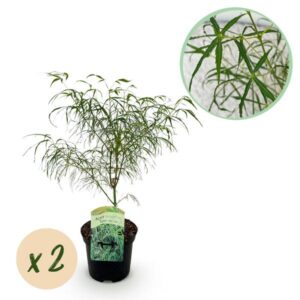 Terrasplant - Japanse Esdoorn - Acer palmatum Koto-no-ito - Groen - 2 Planten - Bladverliezend - Pot 19cm Hoogte 70cm