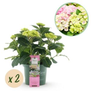Green boutiQ - Terrasplant - Hortensia - Hydrangea Magical Jewel Pink - Roze - 6-10 Bloemen - 2 Planten - Pot 23cm Hoogte 55cm