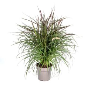 Pennisetum x Advena Chelsea Ø27cm - ↕70 - 80cm