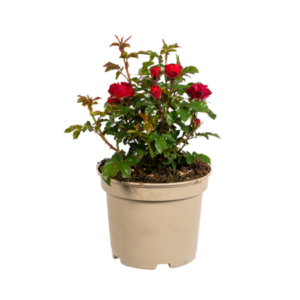 Rosa Zepeti Ø19cm - ↕35 - 40cm