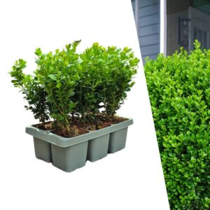 "Buxus NewGen Freedom 6-Pack – Winterharde Groenblijvende Struiken 6 x Ø7 cm - ↕15 cm | Compacte Buxus"