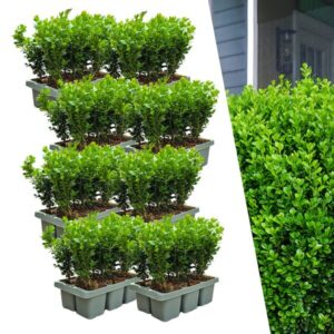 8 x 6-Pack Buxus NewGen Freedom – Winterharde Groenblijvende Struiken 48 x Ø7 cm - ↕15 cm | Compacte Buxus