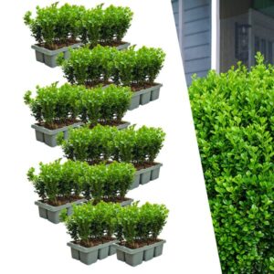 12 x 6-Pack Buxus NewGen Freedom – Winterharde Groenblijvende Struiken 72 x Ø7 cm - ↕15 cm | Compacte Buxus