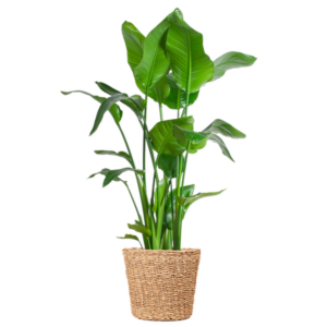 Strelitzia Nicolai XL met Torun mand - 140cm - Ø27