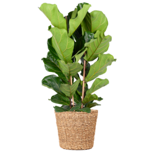 Ficus Lyrata XL met Torun mand - 140cm - Ø27