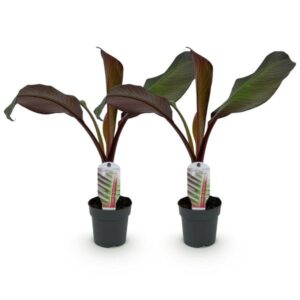 Green boutiQ - Fruitplant - Bananen plant - Ensete ventricosum Maurelli - Winterhard - 2 planten - Pot 12cm Hoogte 30cm
