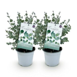 Green boutiQ - Terrasplant - Eucalyptus boom - Eucalyptus gunni - Grijs - 2 Planten - Winterhard - Pot 14cm Hoogte 30cm