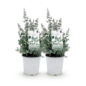 Green boutiQ - Terrasplant - Eucalyptus boom - Eucalyptus gunni - Grijs - 2 Planten - Winterhard - Pot 17cm Hoogte 40cm
