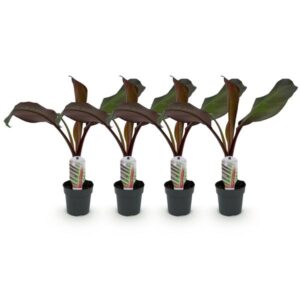 Green boutiQ - Fruitplant - Bananen plant - Ensete ventricosum Maurelli - Winterhard - 4 planten - Pot 12cm Hoogte 30cm