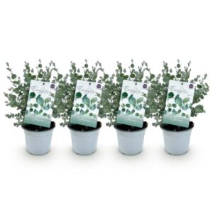 Green boutiQ - Terrasplant - Eucalyptus boom - Eucalyptus gunni - Grijs - 4 Planten - Winterhard - Pot 14cm Hoogte 30cm