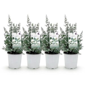 Green boutiQ - Terrasplant - Eucalyptus boom - Eucalyptus gunni - Grijs - 4 Planten - Winterhard - Pot 17cm Hoogte 40cm