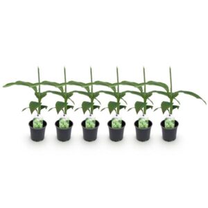 Green boutiQ - Fruitplant - Bananen plant - Musa Basjoo - Winterhard - 6 planten - Pot 12cm Hoogte 30cm