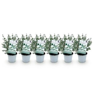 Green boutiQ - Terrasplant - Eucalyptus boom - Eucalyptus gunni - Grijs - 6 Planten - Winterhard - Pot 14cm Hoogte 30cm