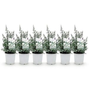 Terrasplant - Eucalyptus boom - Eucalyptus gunni - Grijs - 6 Planten - Winterhard - Pot 17cm Hoogte 40cm